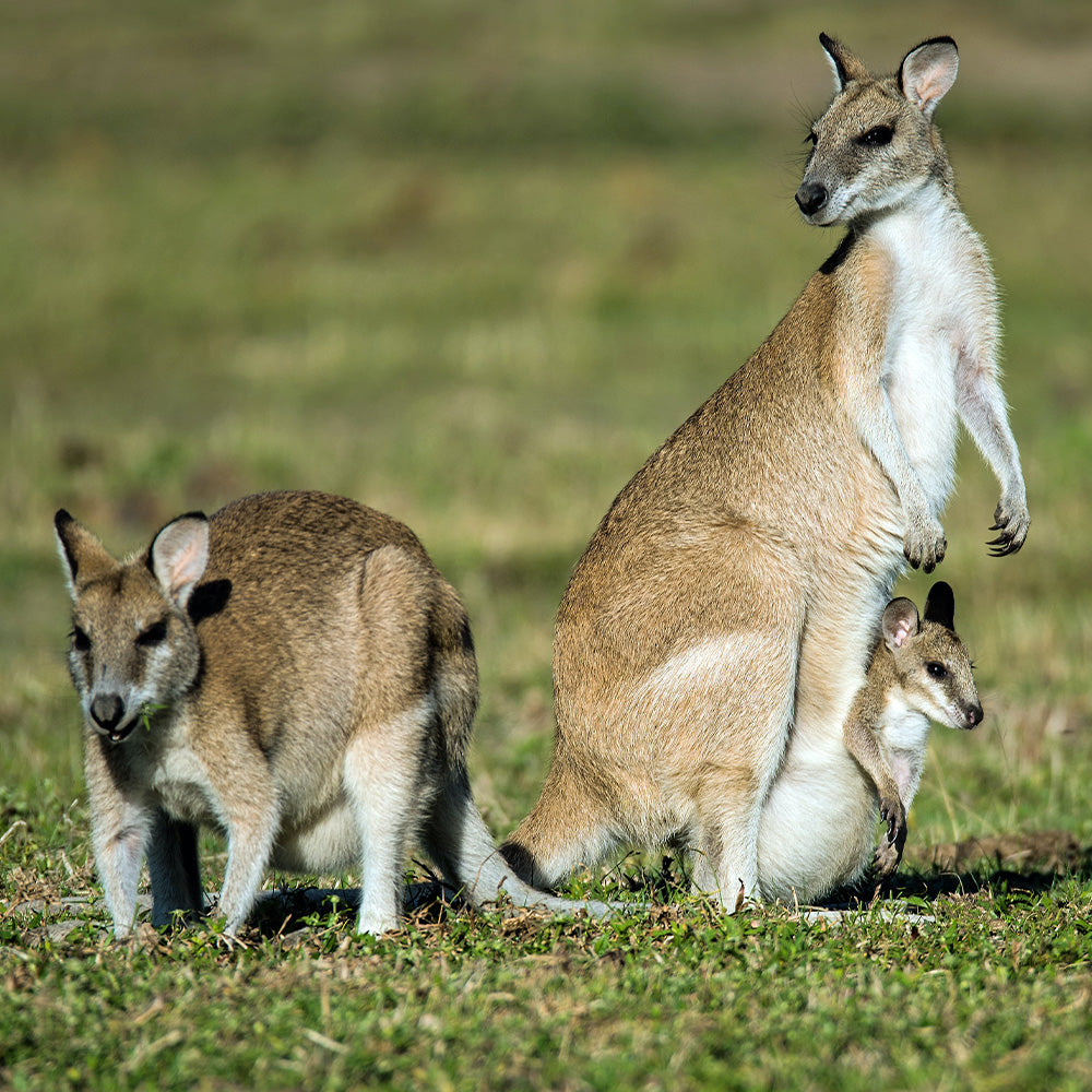 What to do if you find a Joey?