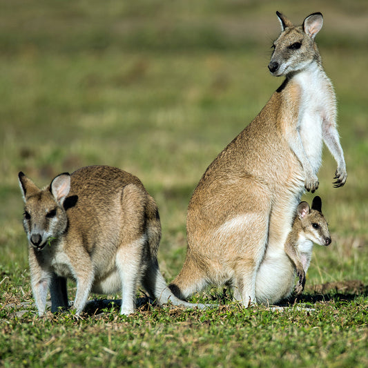 What to do if you find a Joey?