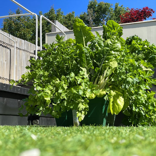 Artificial Grass VS Instant Turf