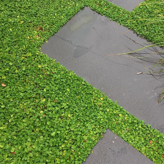 Dichondra The Best Lawn Alternative