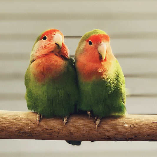 The Ultimate Lovebird Adoption and Care Guide
