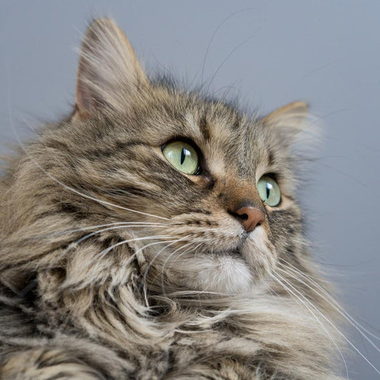 Royal Canin Breed Specific Food - Maine Coon