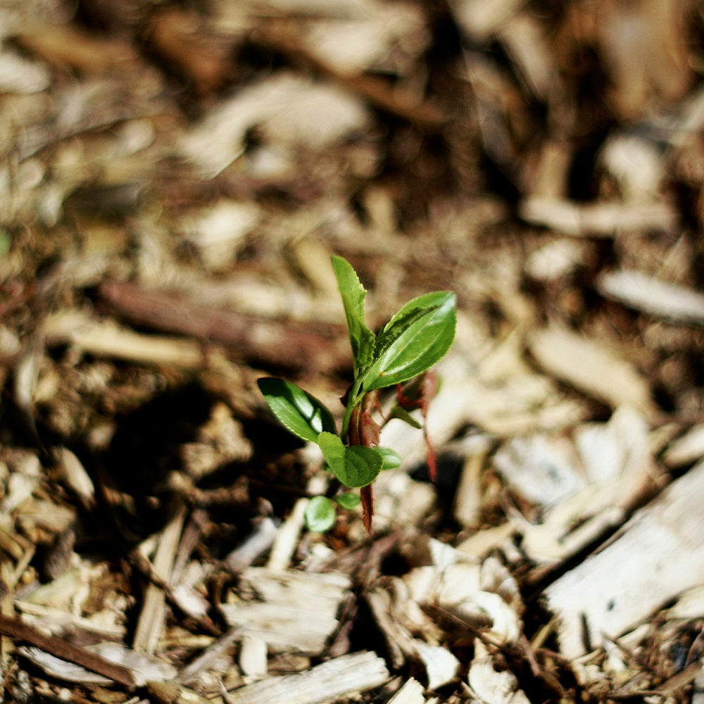 How Deep Should the Mulch Be in My Garden?