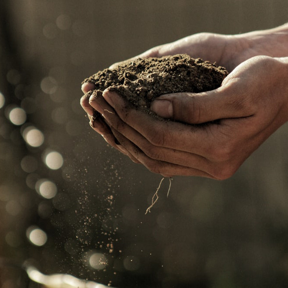 What Type of Organic Mulch Should I Use?
