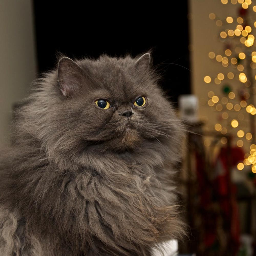 The Ultimate Guide to the Best Food for Your Mature Cat
