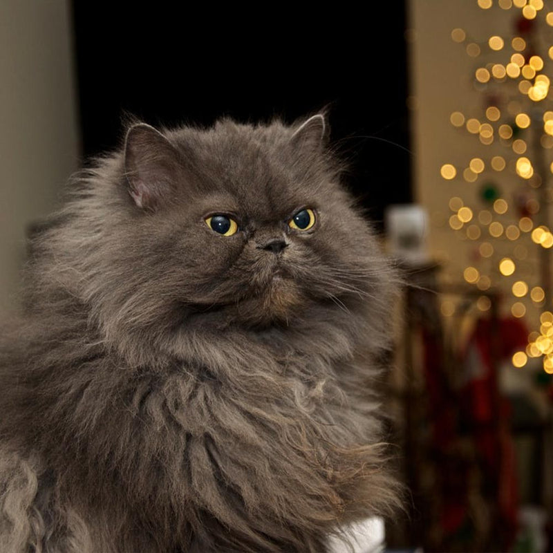 The Ultimate Guide to the Best Food for Your Mature Cat