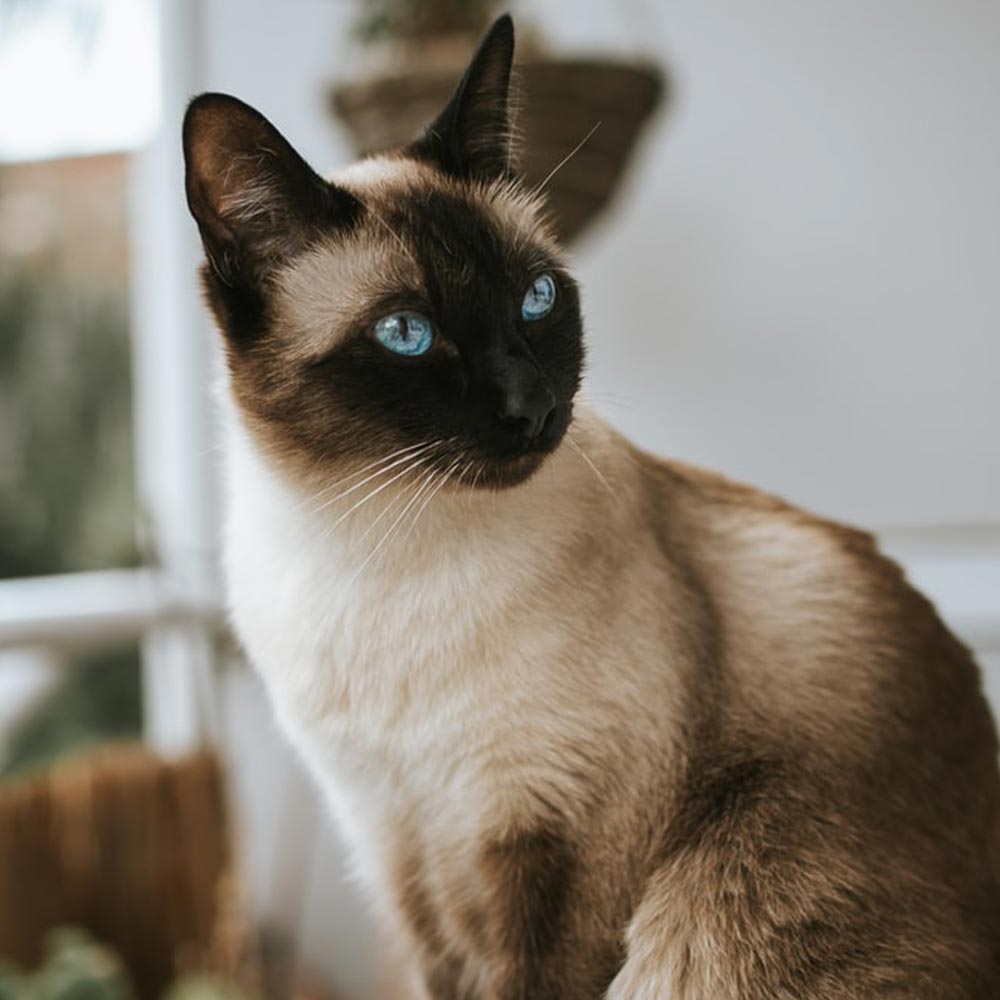 Royal Canin Breed Specific Food - Siamese