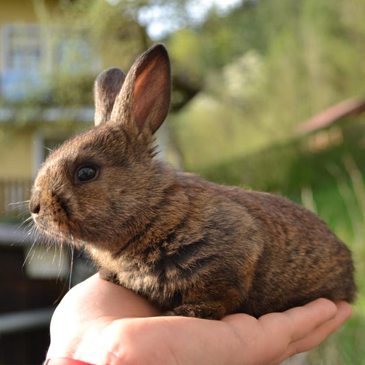What To Feed Your New Small Pet