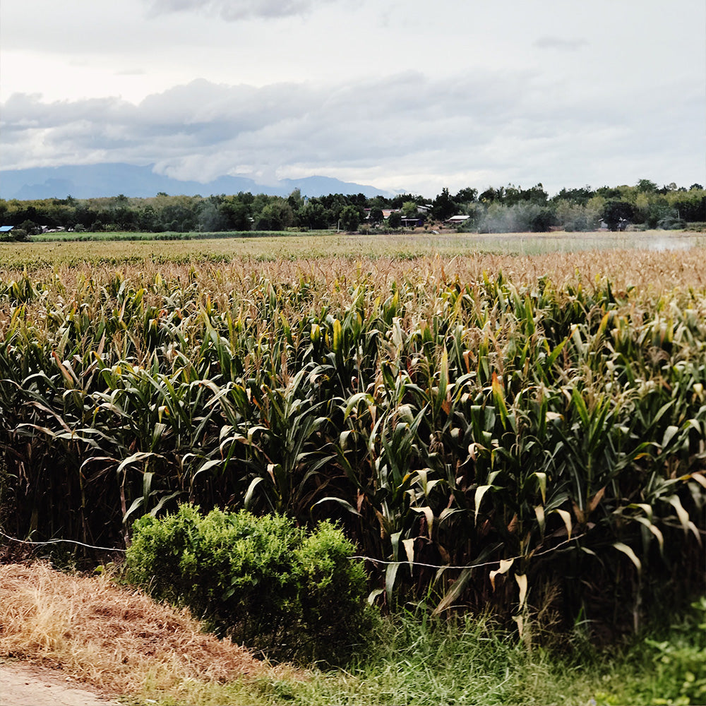 Sugar Cane Mulch The Environmentally Friendly Mulch Option