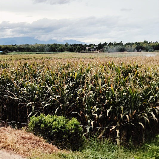 Sugar Cane Mulch The Environmentally Friendly Mulch Option