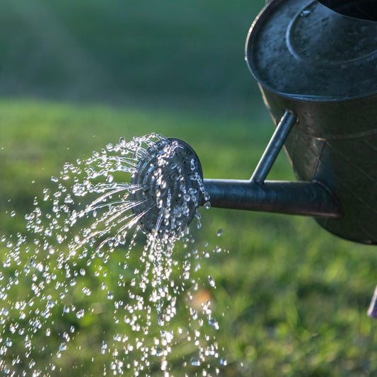 Smart Ways To Water Your Garden During Summer