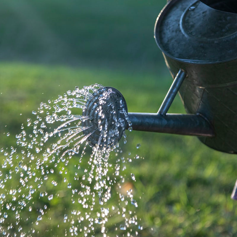 Smart Ways To Water Your Garden During Summer