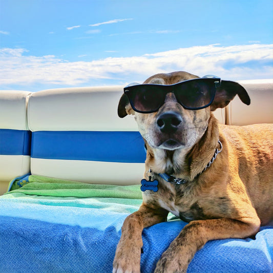 Caring For Pets In The Summer Heat