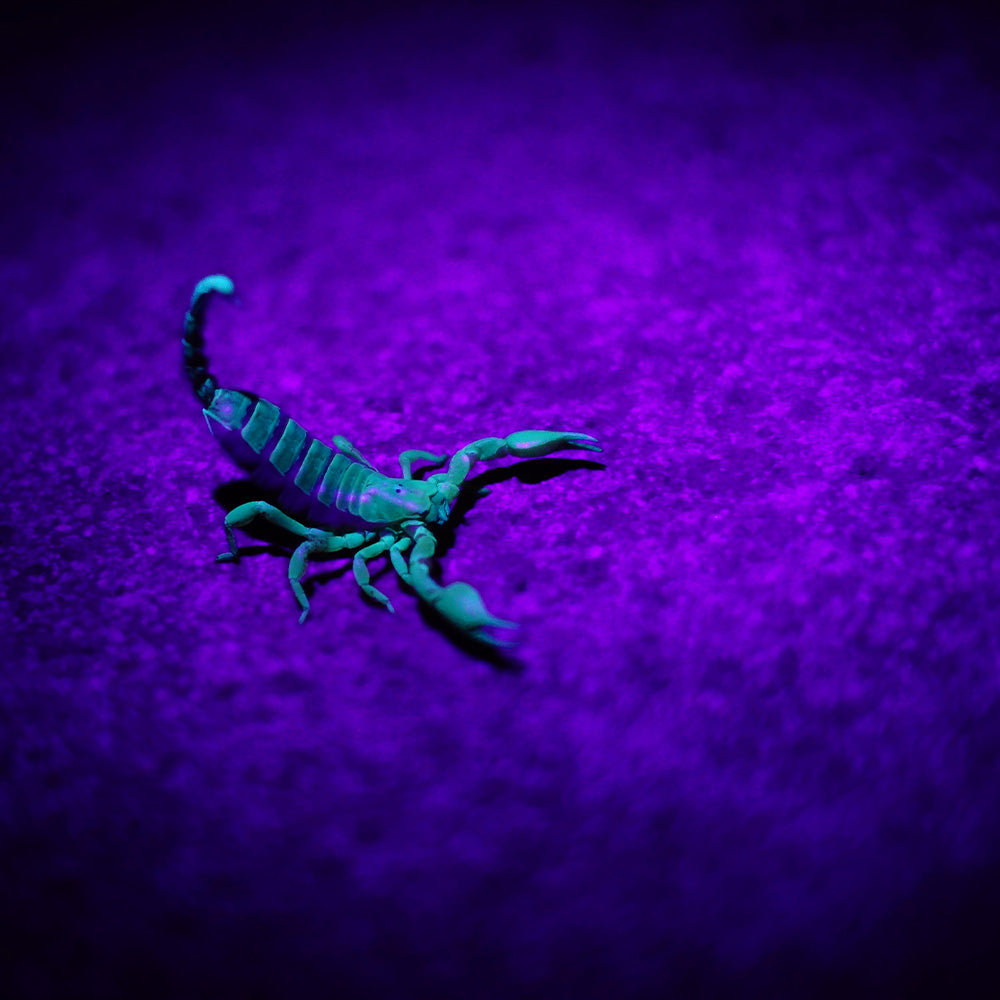 What UV Light So I Need For My Reptile