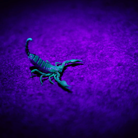 What UV Light So I Need For My Reptile
