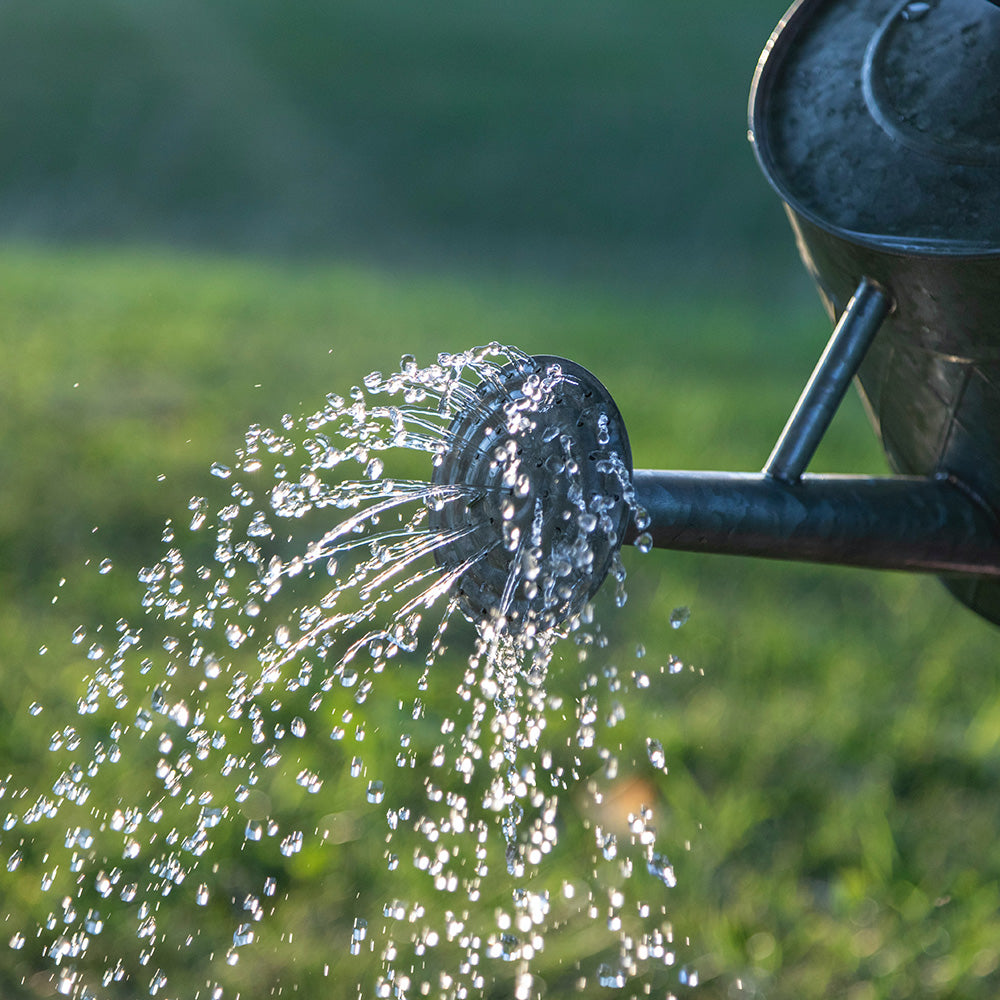 How To Water Newly Laid Turf