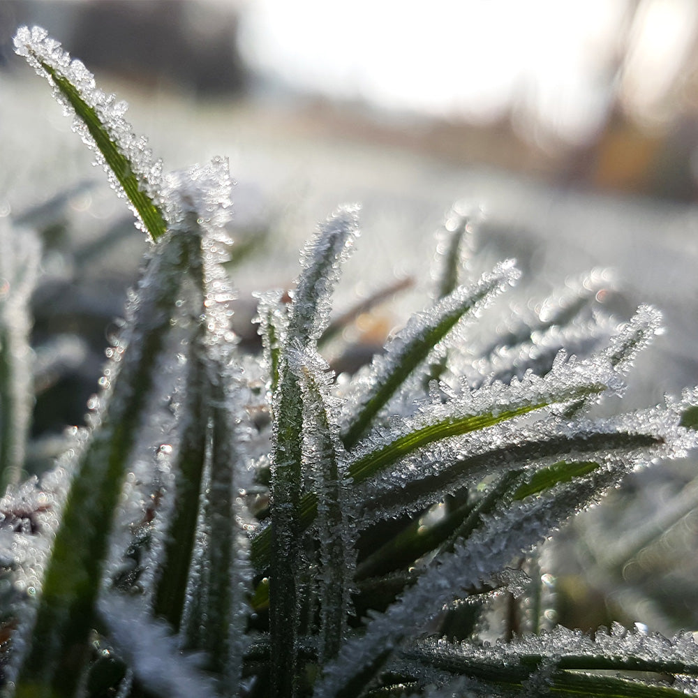 Winter lawn care with Wallington's WRG  tips on products care and alternatives.