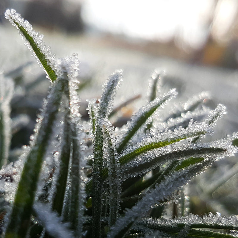 Winter lawn care with Wallington's WRG  tips on products care and alternatives.