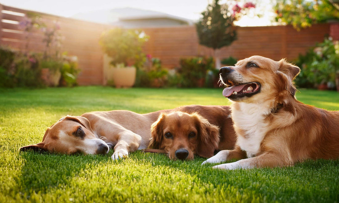 What is the best lawn type for pets?