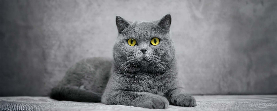 Royal Canin Breed Specific Food - British Short Hair