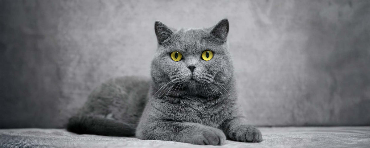 Royal Canin Breed Specific Food - British Short Hair