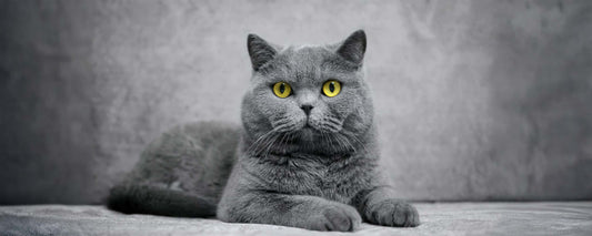 Royal Canin Breed Specific Food - British Short Hair