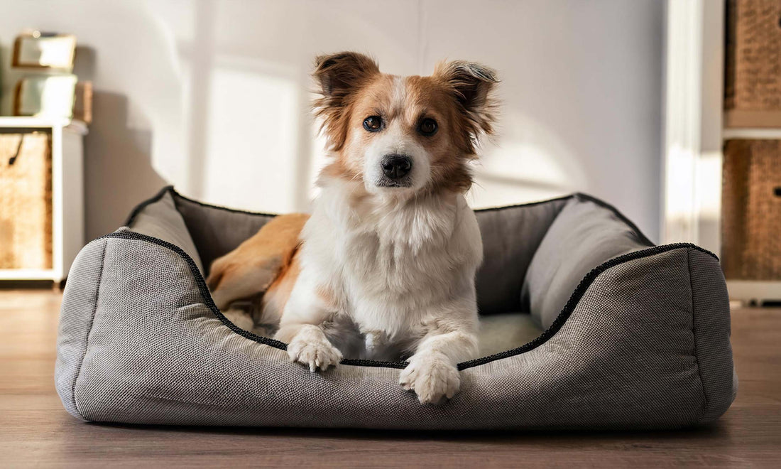 Dog Beds: A Complete Buyer’s Guide for Finding the Right Bed