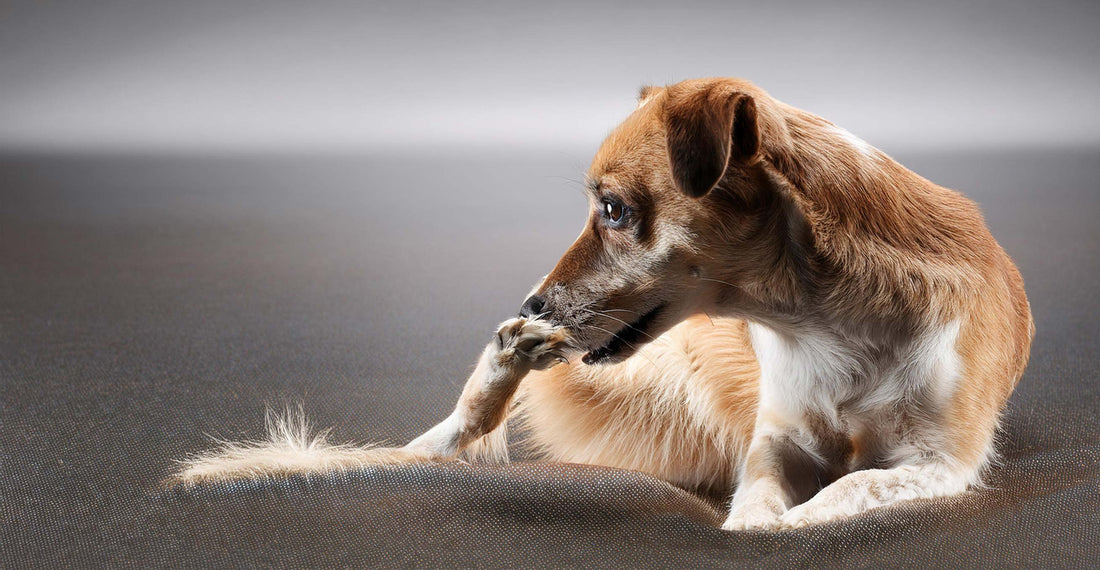 Flea And Worm Treatments For Dogs