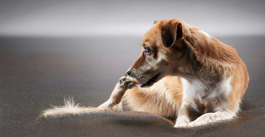 Flea And Worm Treatments For Dogs