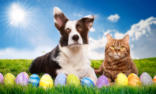 Easter Pet Care Guide How To Include Your Pet In The Easter Fun