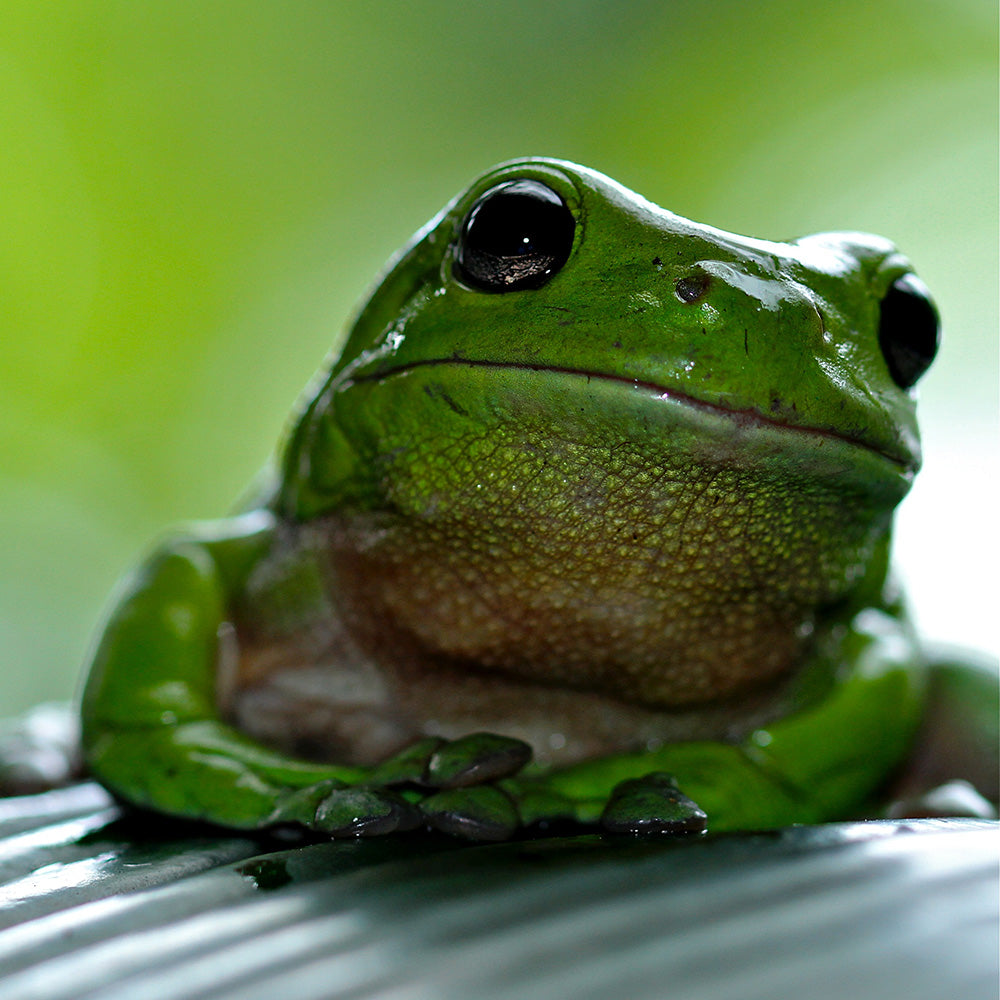 The Ultimate Amphibian Adoption and Care Guide