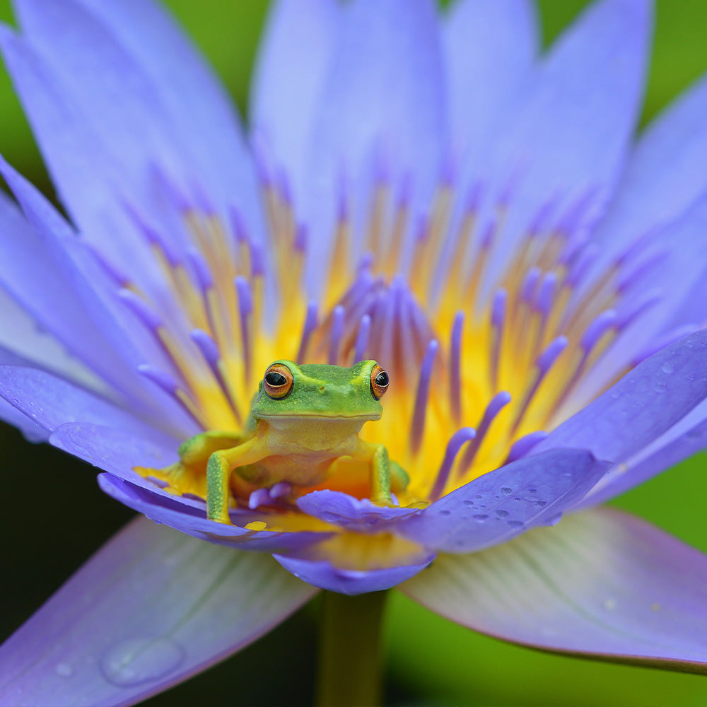 The Ultimate Guide to Australian Tree Frogs