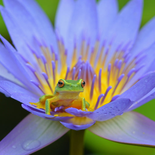 The Ultimate Guide to Australian Tree Frogs