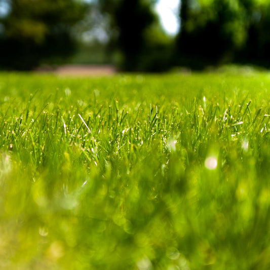 How To Restore Colour To Your Lawn