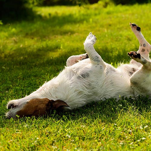 Why Does My Dog Keep Scratching ?