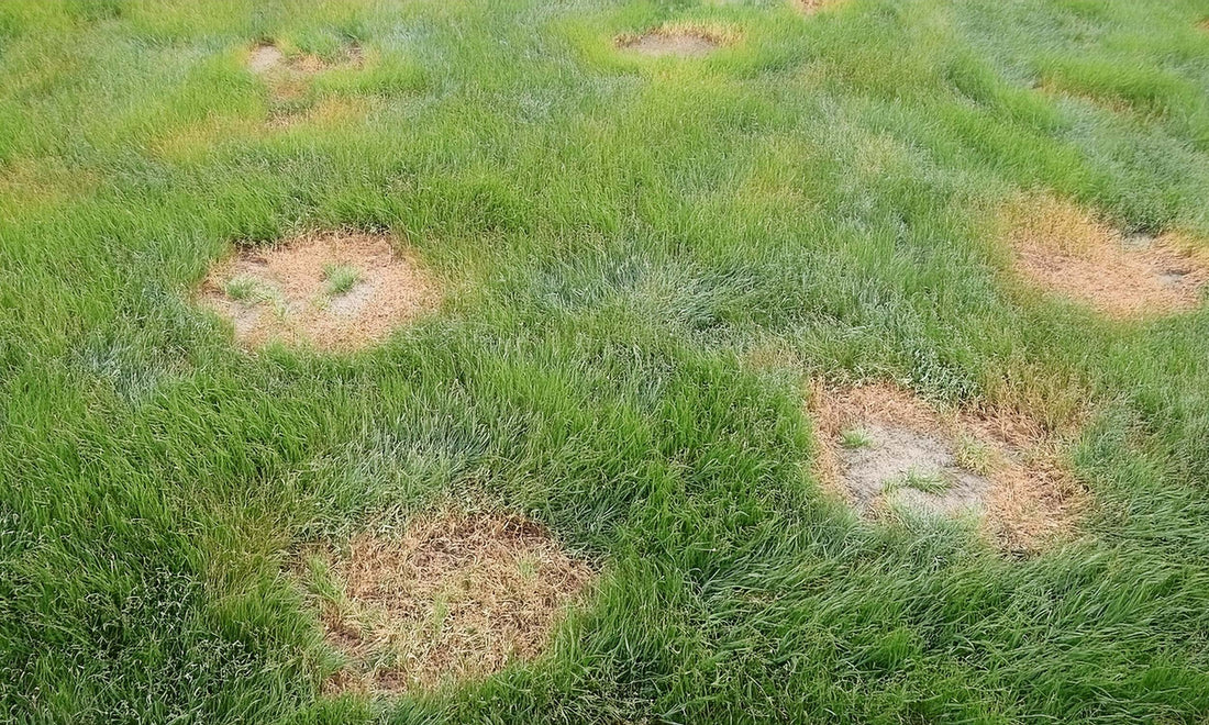 How To Repair Instant Turf
