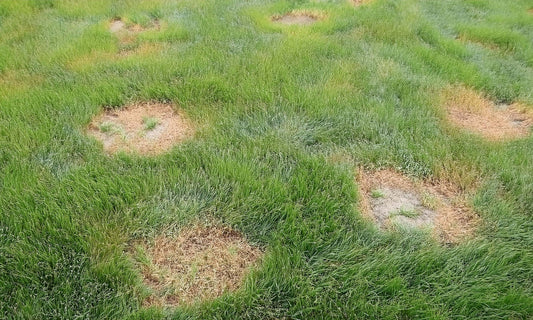 How To Repair Instant Turf