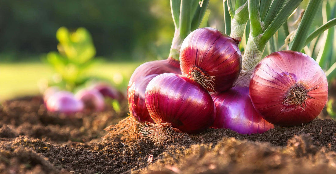 What should I plant in May?