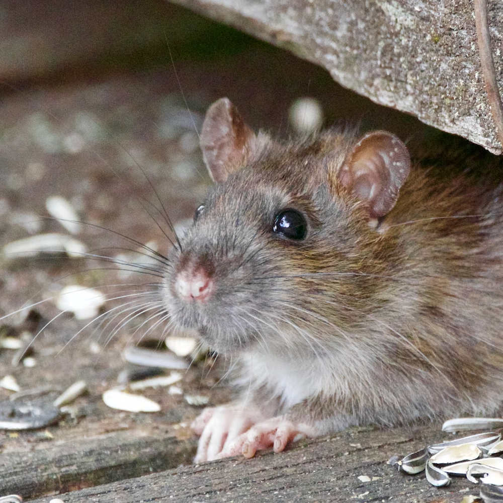 Best Environmentally Friendly Rodent Control And Rodent Bait