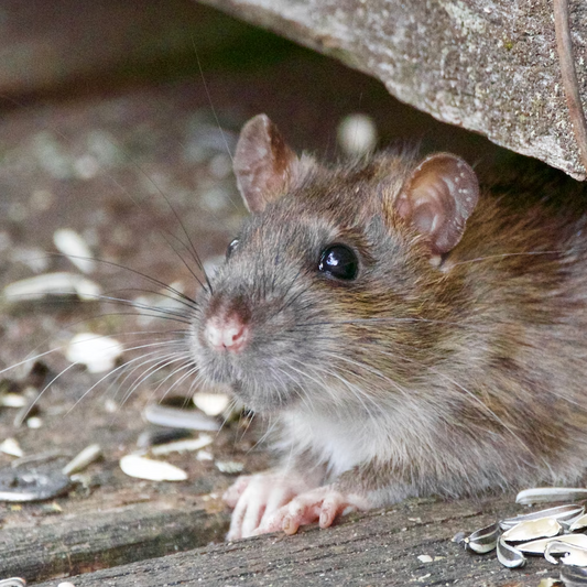 Best Environmentally Friendly Rodent Control And Rodent Bait