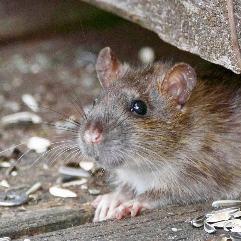 Best Environmentally Friendly Rodent Control And Rodent Bait