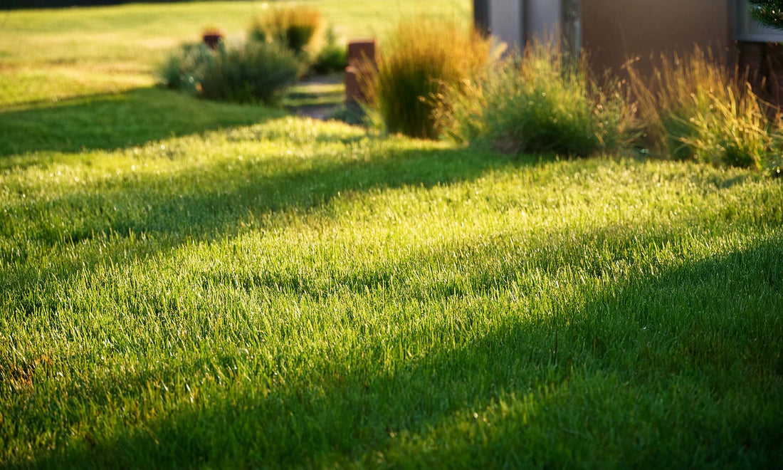 Anco Instant Turf Rtf Tall Fescue
