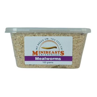 MINIBEASTS Mealworms