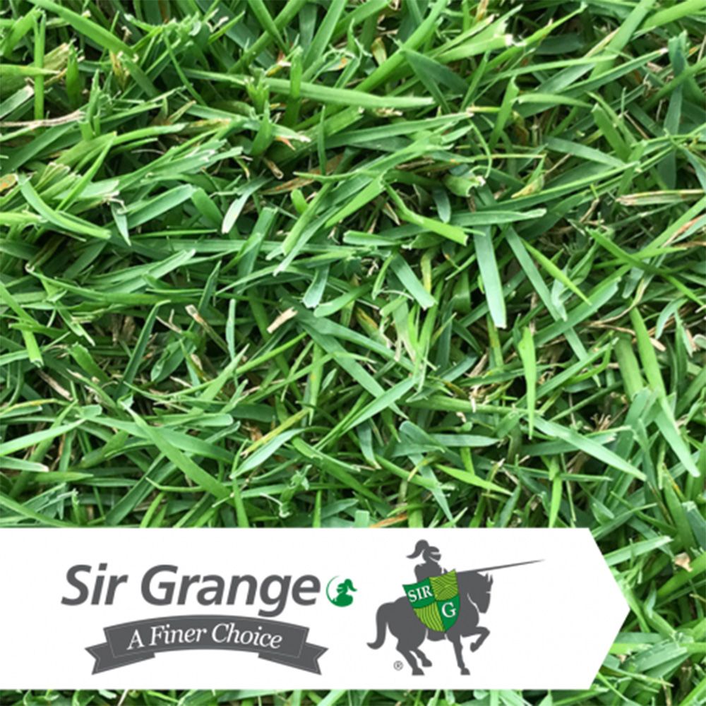 ANCO Instant Turf Sir Grange - per m2