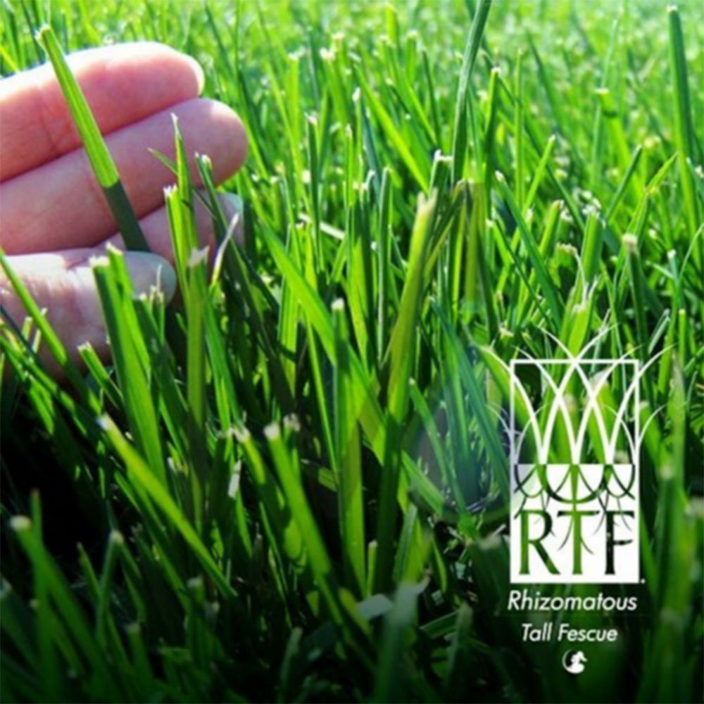ANCO Instant Turf Tall Fescue - per m2