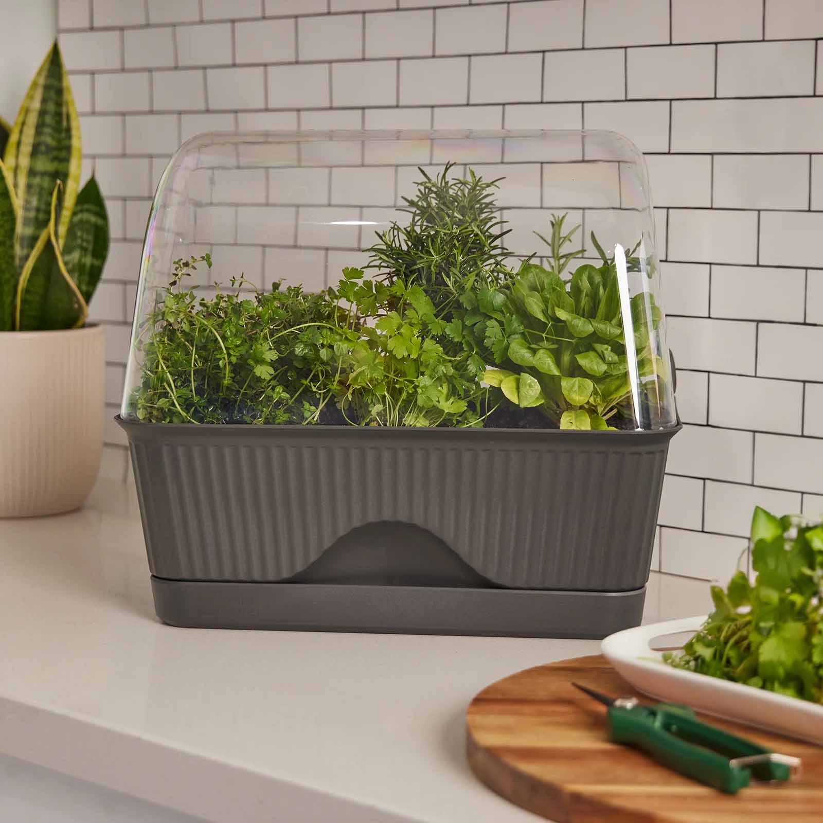 BACKYARD FARMER Lula Mini Greenhouse – Wallingtons WRG