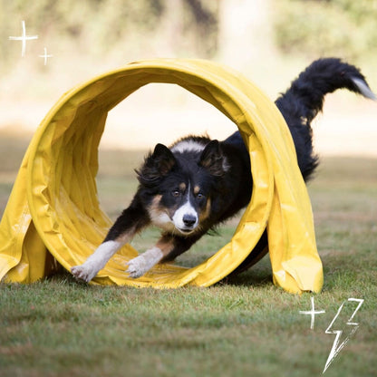 COBBER Performance Dog