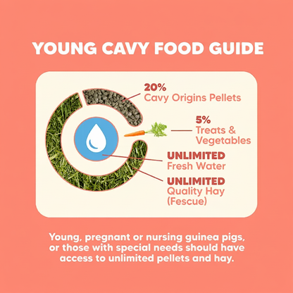 Daily Feeding Guide - Square
