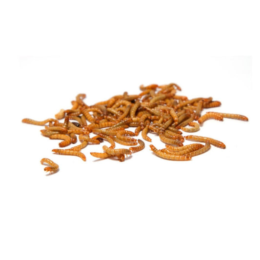 DINE A CHOOK Dried Mealworms