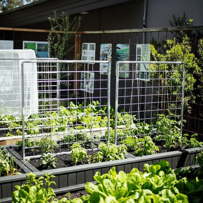 Foodcube Trellis Lifestyle - Square